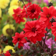 Bishop of Llandaff Dahlia Tuber