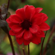 Bishop of Llandaff Dahlia Tuber