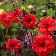 Bishop of Llandaff Dahlia Tuber