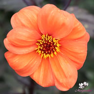 Bishop of Oxford Dahlia Tuber