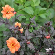 Bishop of Oxford Dahlia Tuber