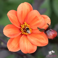 Bishop of Oxford Dahlia Tuber