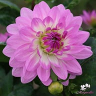 Bitsy Dahlia Tuber