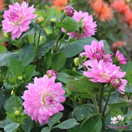 Bitsy Dahlia Tuber