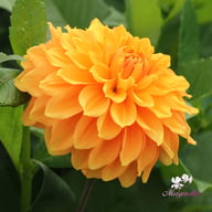 Bizon Bronze Dahlia Tuber