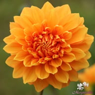 Bizon Bronze Dahlia Tuber