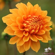 Bizon Bronze Dahlia Tuber