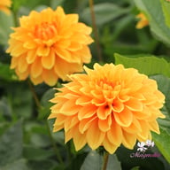 Bizon Bronze Dahlia Tuber