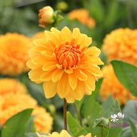 Bizon Bronze Dahlia Tuber