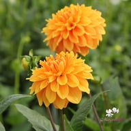 Bizon Bronze Dahlia Tuber