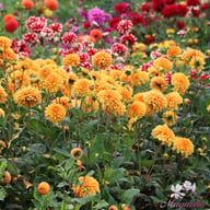 Bizon Bronze Dahlia Tuber
