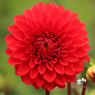 Bizon Dannebro Dahlia Tuber