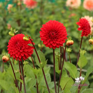 Bizon Dannebro Dahlia Tuber