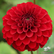 Bizon Red Dahlia Tuber