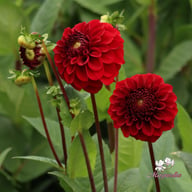 Bizon Red Dahlia Tuber