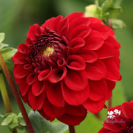 Bizon Red Dahlia Tuber