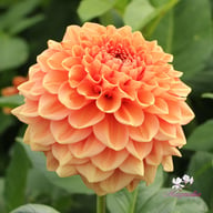 Bizon Romance Dahlia Tuber