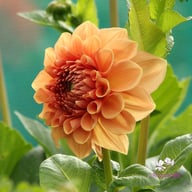 Bizon Romance Dahlia Tuber