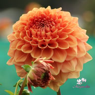 Bizon Romance Dahlia Tuber