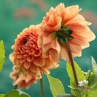 Bizon Romance Dahlia Tuber