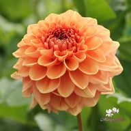 Bizon Romance Dahlia Tuber