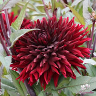 Black Jack Dahlia Knöl
