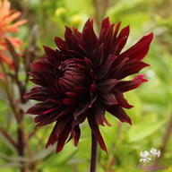 Black Jack Dahlia Knöl