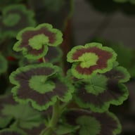 Black Jubilee Pelargonium Cutting