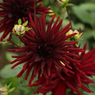 Black Narcissus Dahlia Knöl