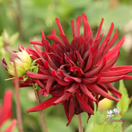 Black Narcissus Dahlia Knöl