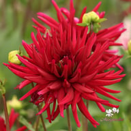 Black Narcissus Dahlia Knöl