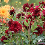 Black Narcissus Dahlia Knöl