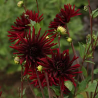 Black Narcissus Dahlia Knöl