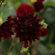 Black Narcissus Dahlia Knöl