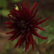 Black Narcissus Dahlia Knöl
