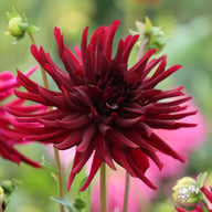 Black Narcissus Dahlia Knöl