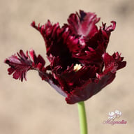 Black Parrot Tulip Bulbs