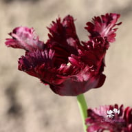 Black Parrot Tulip Bulbs