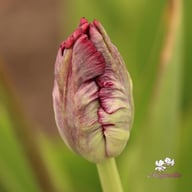 Black Parrot Tulip Bulbs