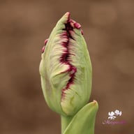 Black Parrot Tulip Bulbs