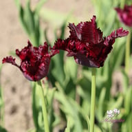 Black Parrot Tulip Bulbs