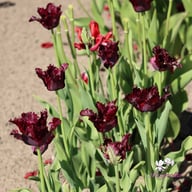 Black Parrot Tulip Bulbs