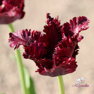 Black Parrot Tulip Bulbs