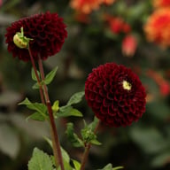 Black Pierre Dahlia Tuber