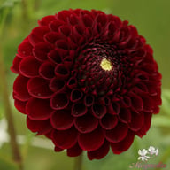 Black Pierre Dahlia Tuber