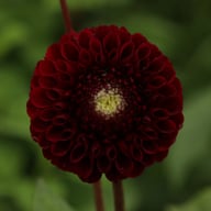 Black Pierre Dahlia Tuber