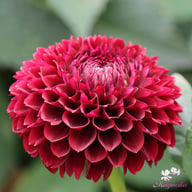 Black Pierre Dahlia Tuber