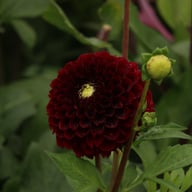 Black Pierre Dahlia Tuber