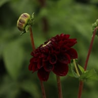 Black Pierre Dahlia Tuber