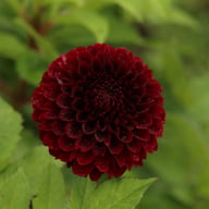 Black Pierre Dahlia Tuber